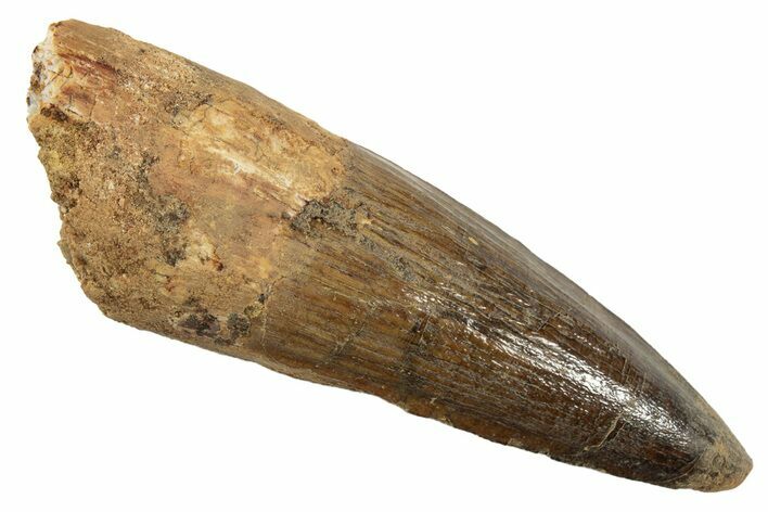 Fossil Spinosaurus Tooth - Real Dinosaur Tooth #344543